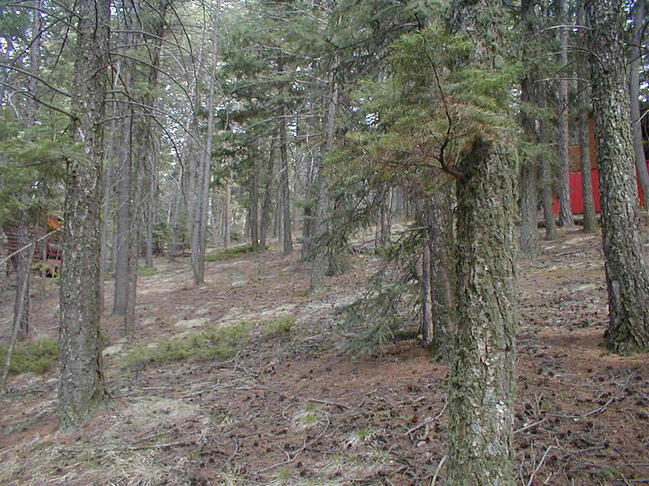 Unique Cabins for Sale in Evergreen, Colorado, Affordable Mountain Cabins, Buy Cabin Now | TwinSpruceCabins.com