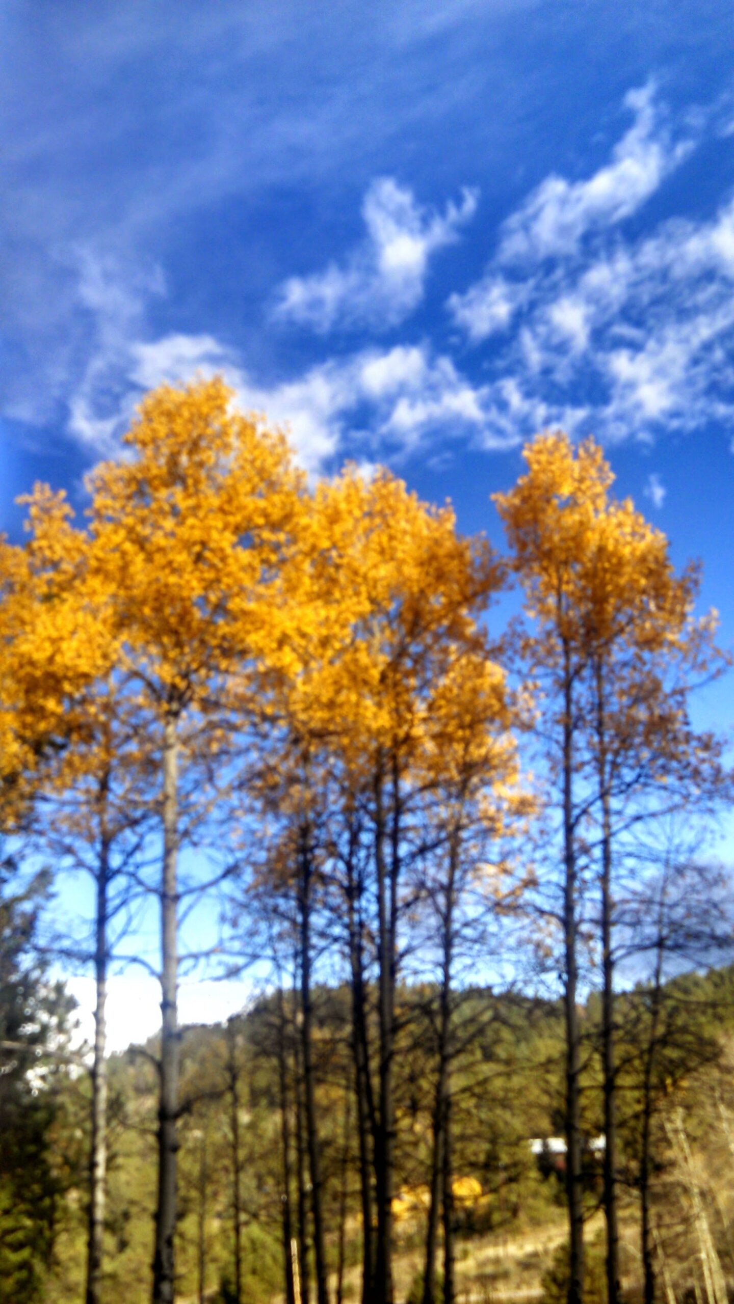 Unique Cabins for Sale in Evergreen, Colorado, Affordable Mountain Cabins, Buy Cabin Now | TwinSpruceCabins.com