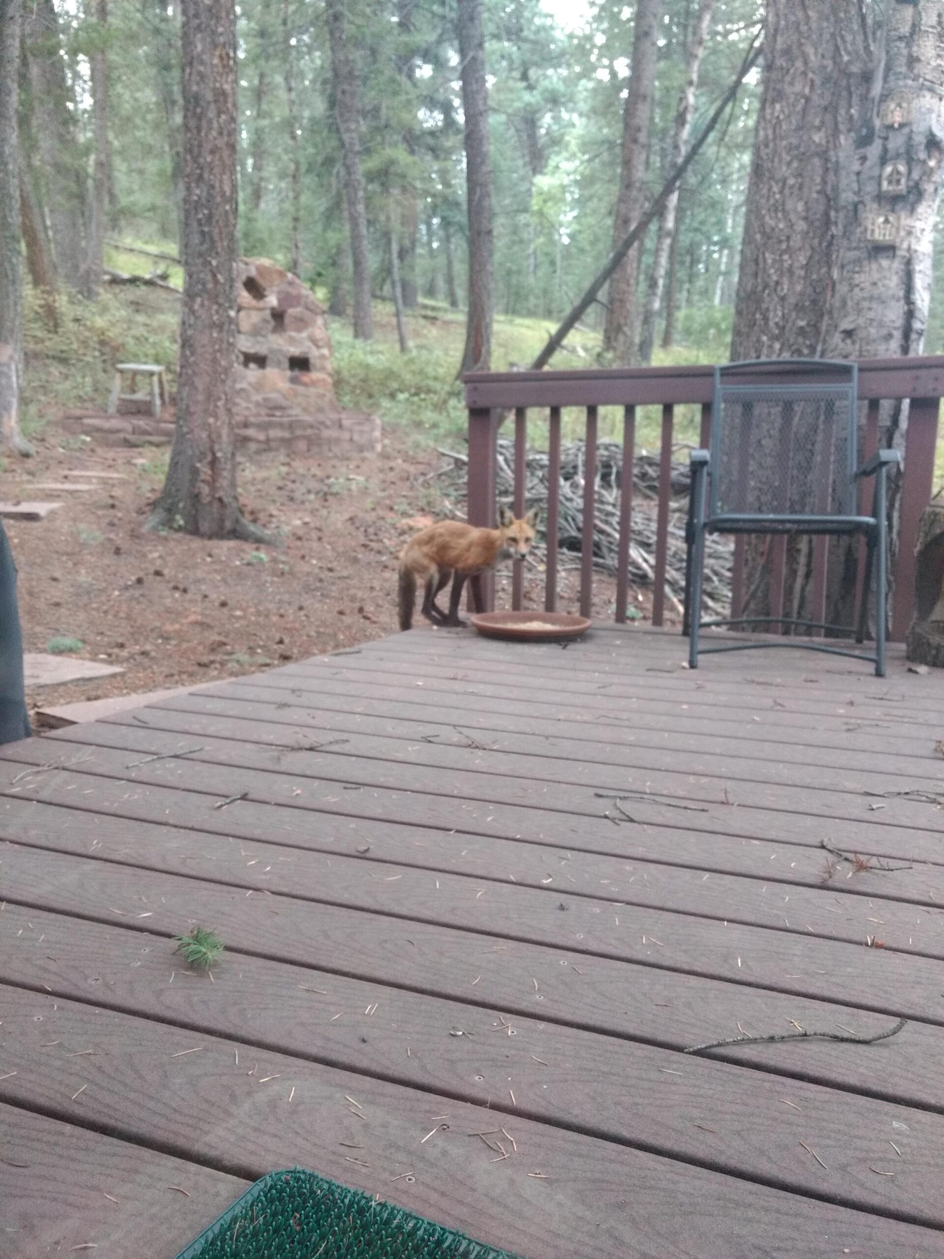 Unique Cabins for Sale in Evergreen, Colorado, Affordable Mountain Cabins, Buy Cabin Now | TwinSpruceCabins.com