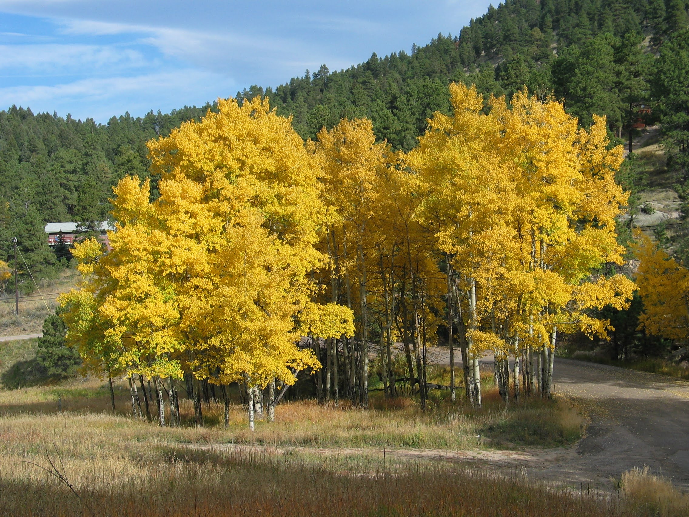 Unique Cabins for Sale in Evergreen, Colorado, Affordable Mountain Cabins, Buy Cabin Now | TwinSpruceCabins.com