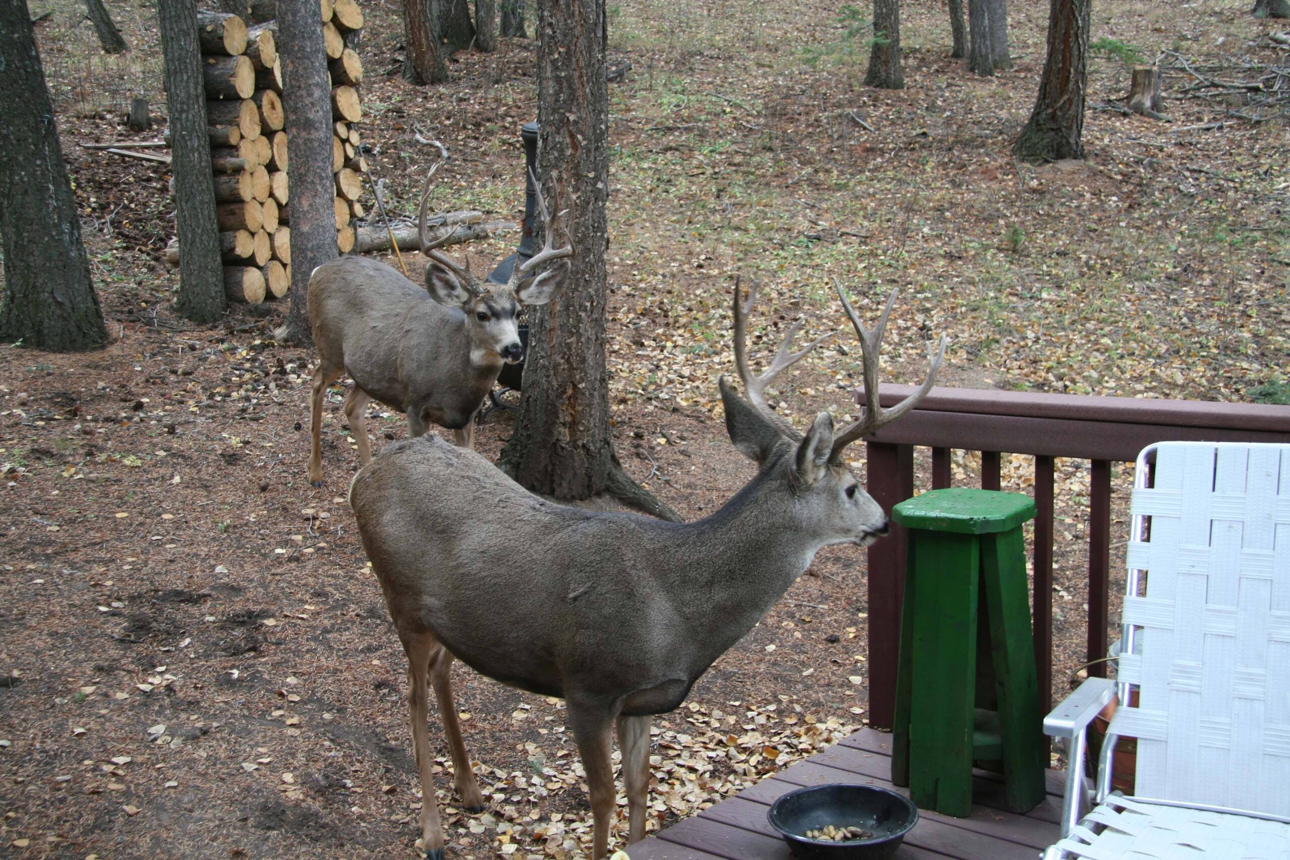 Unique Cabins for Sale in Evergreen, Colorado, Affordable Mountain Cabins, Buy Cabin Now | TwinSpruceCabins.com