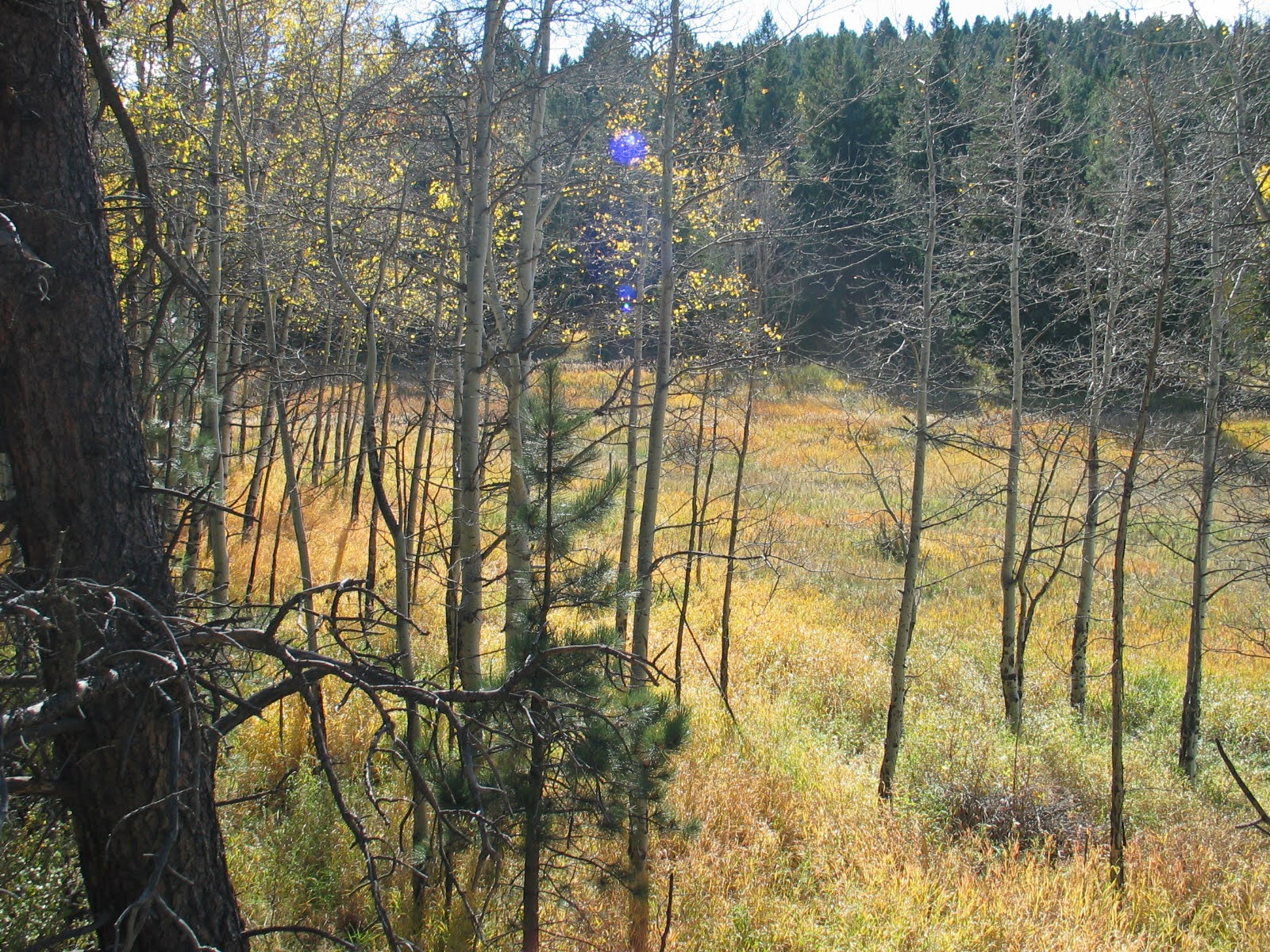 Unique Cabins for Sale in Evergreen, Colorado, Affordable Mountain Cabins, Buy Cabin Now | TwinSpruceCabins.com