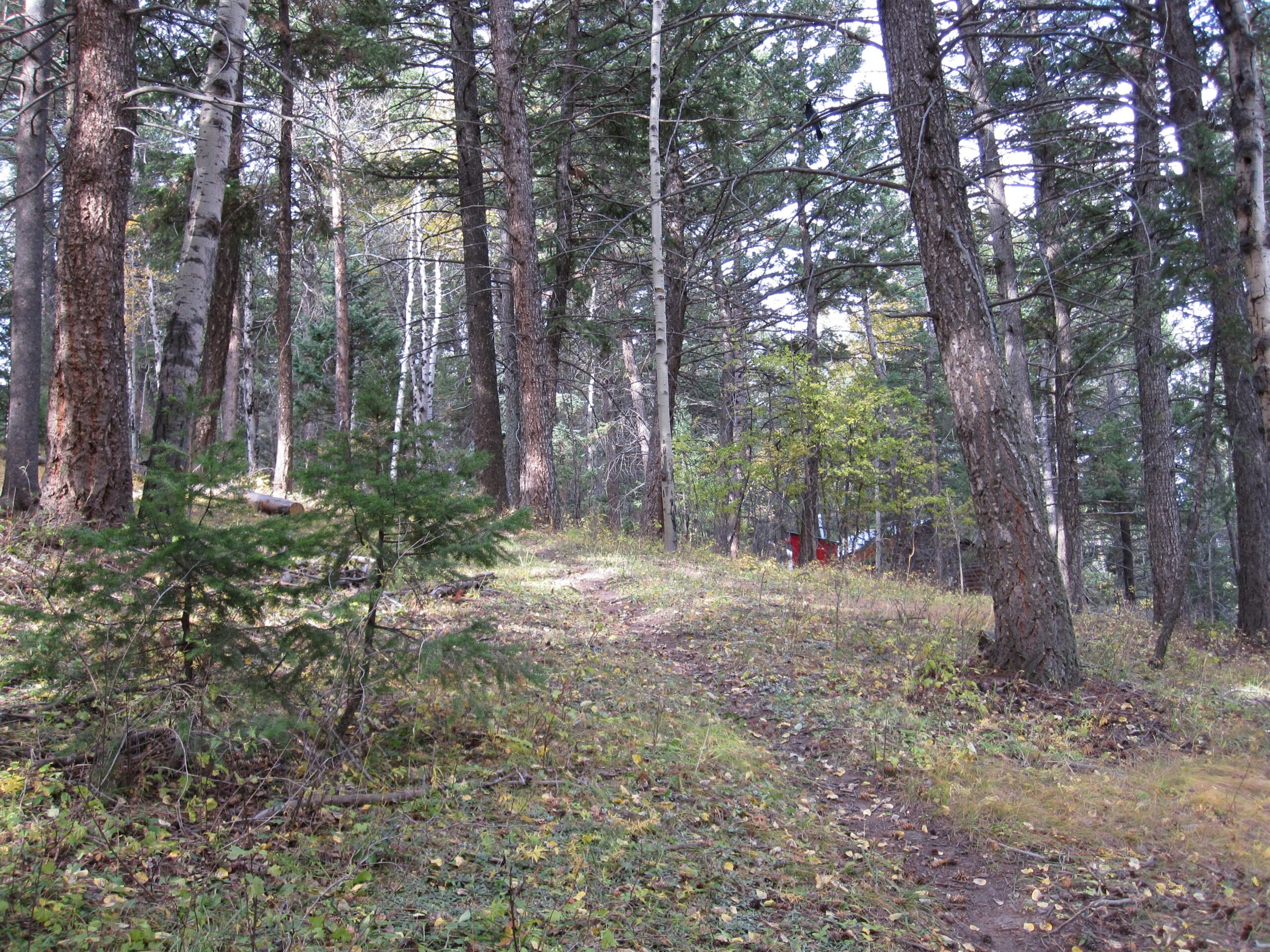 Unique Cabins for Sale in Evergreen, Colorado, Affordable Mountain Cabins, Buy Cabin Now | TwinSpruceCabins.com