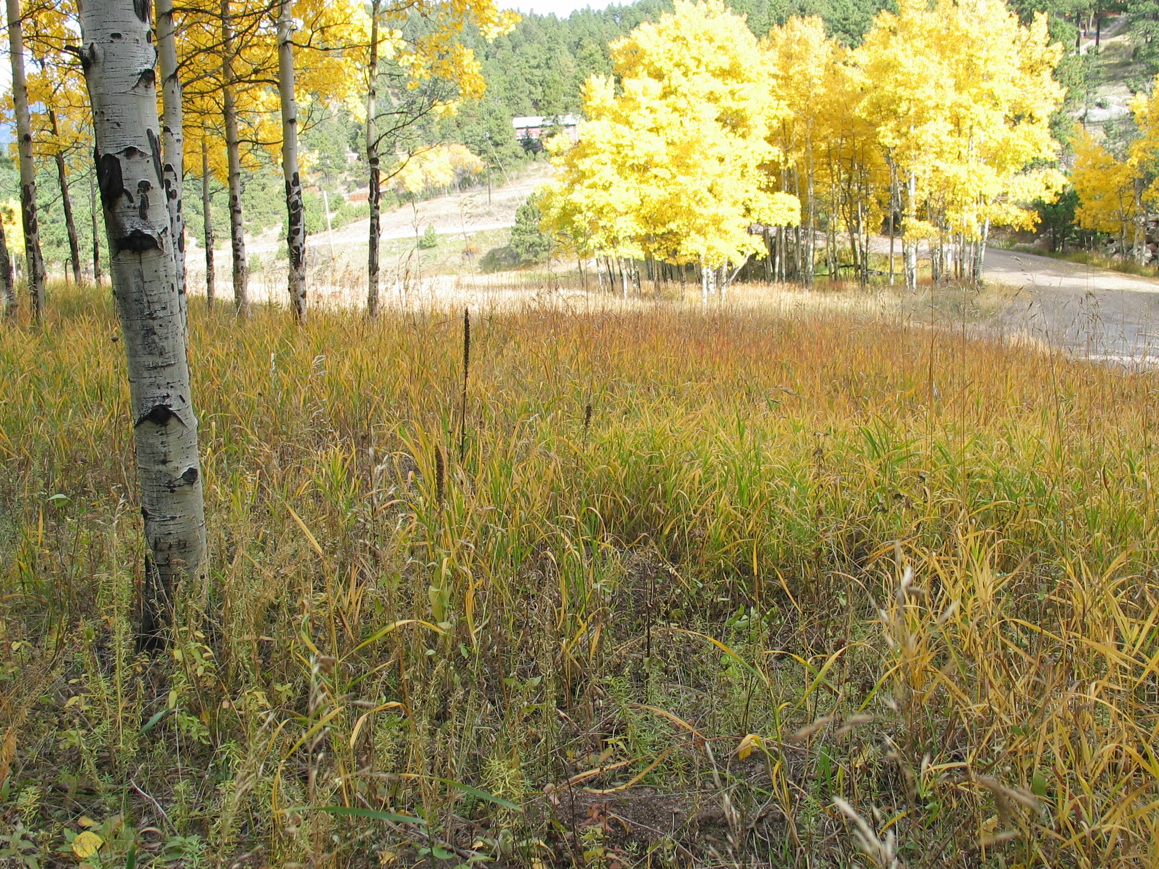 cabin for sale evergreen colorado img 3030