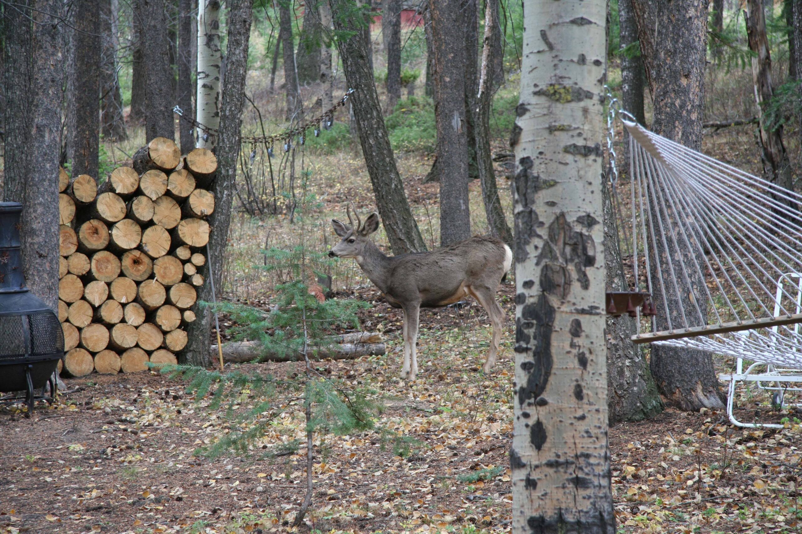 cabin for sale evergreen colorado img 4007 small