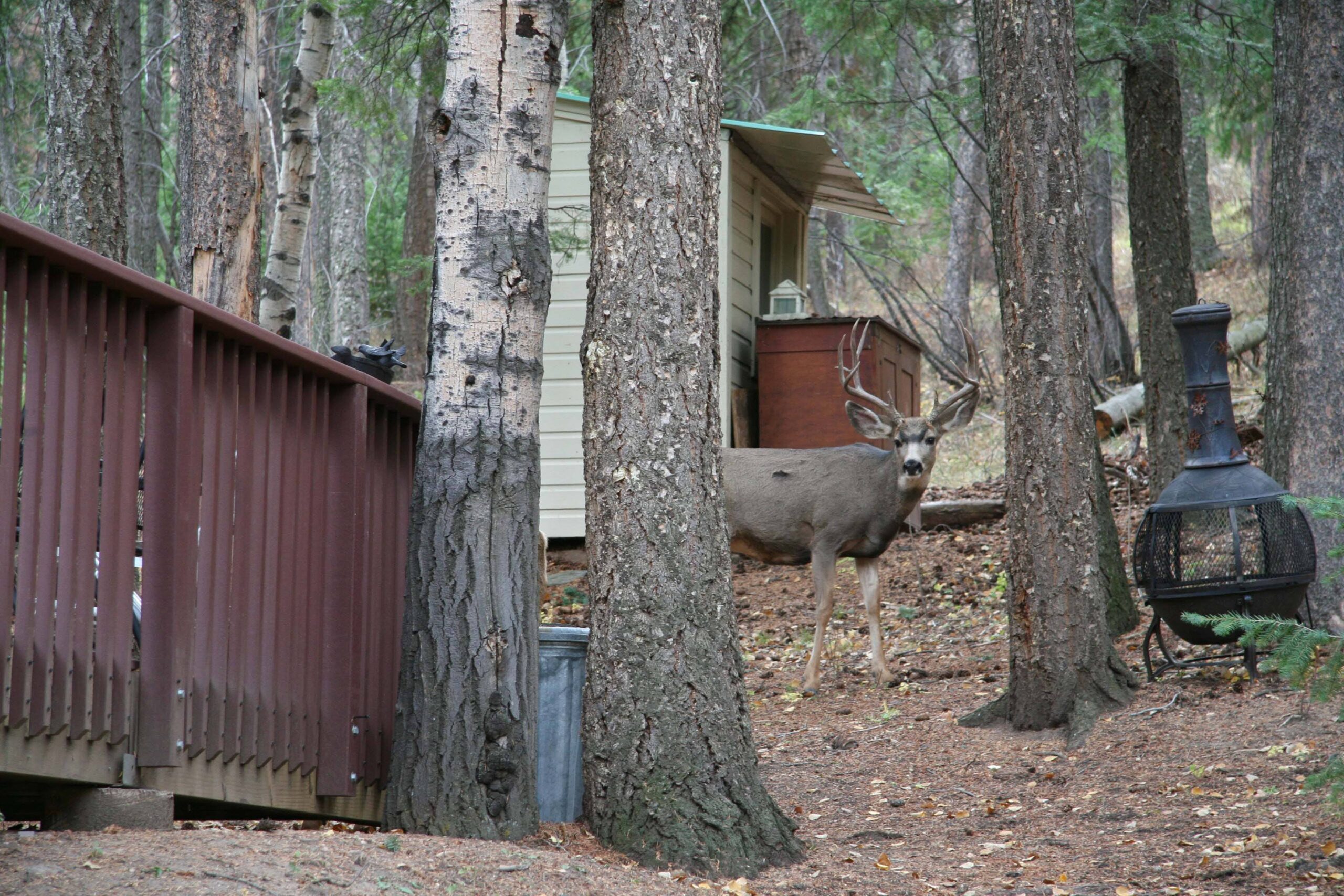 cabin for sale evergreen colorado img 4008 small
